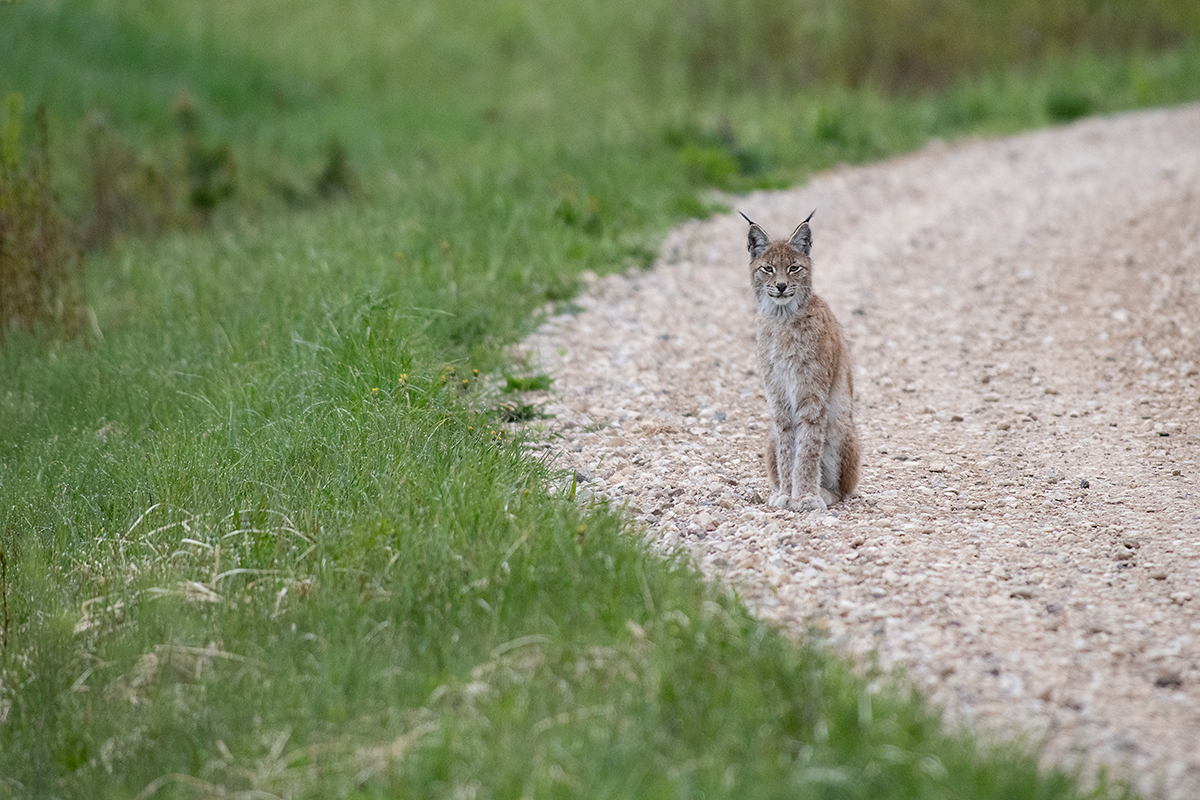Ilves